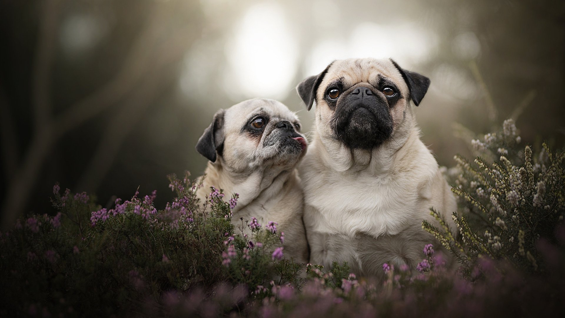 欧冠“黑马”崛起,逆袭夺冠不是梦,欧冠最新战报!黑马惊险过关