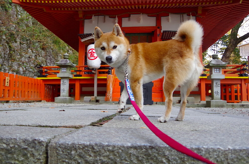 极限悬崖飞跃挑战赛,勇敢者的极地极限盛宴,极限运动跳崖