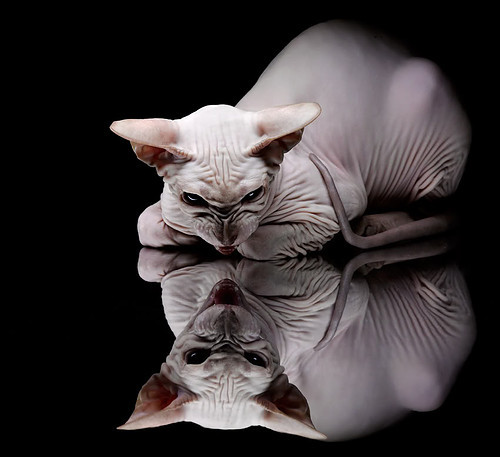 上海海港俱乐部推出新球迷活动，上海海港俱乐部推出新球迷活动了吗