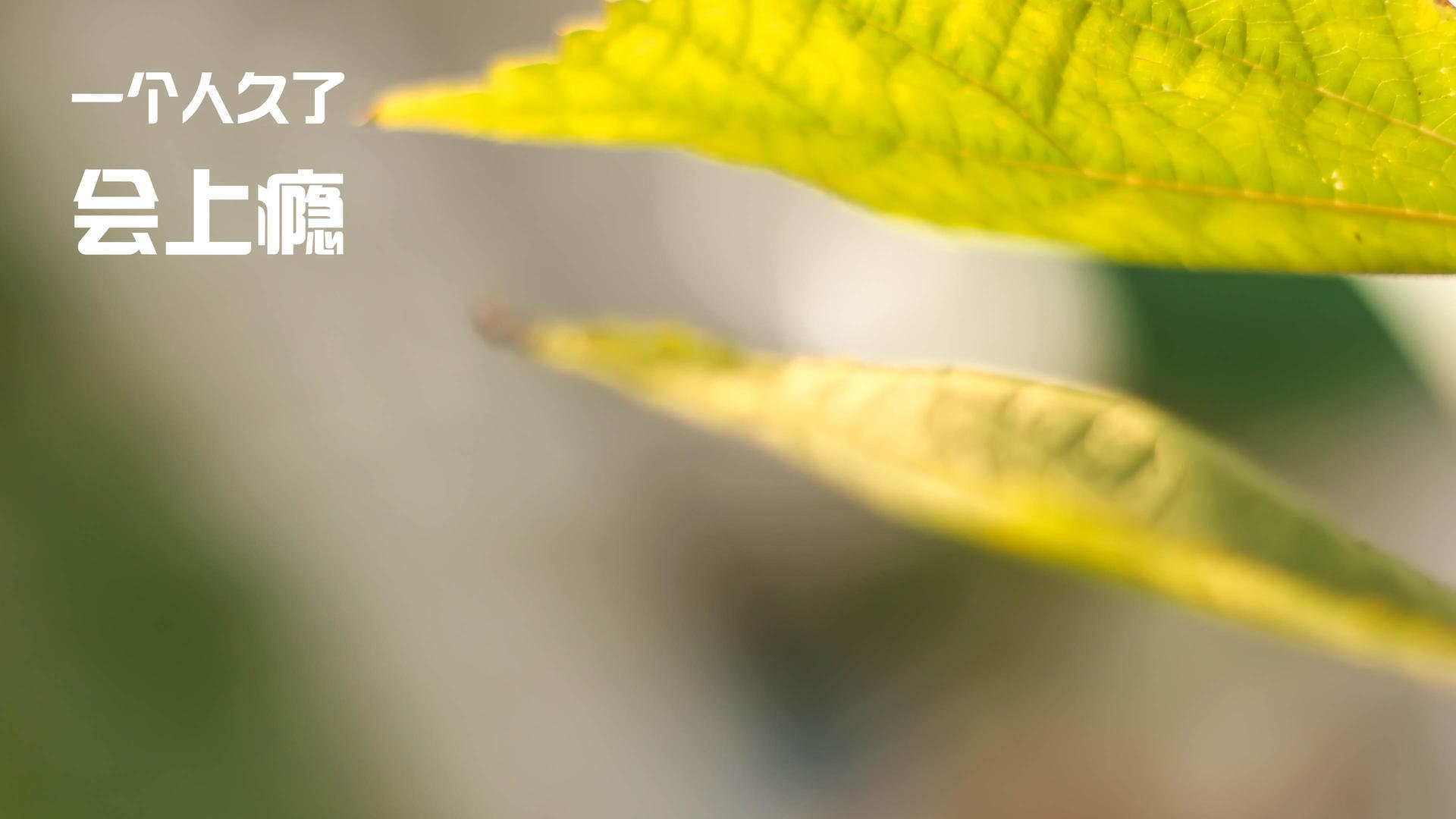 全国花式篮球争霸赛年轻选手大秀绝技,全国花式篮球邀请赛