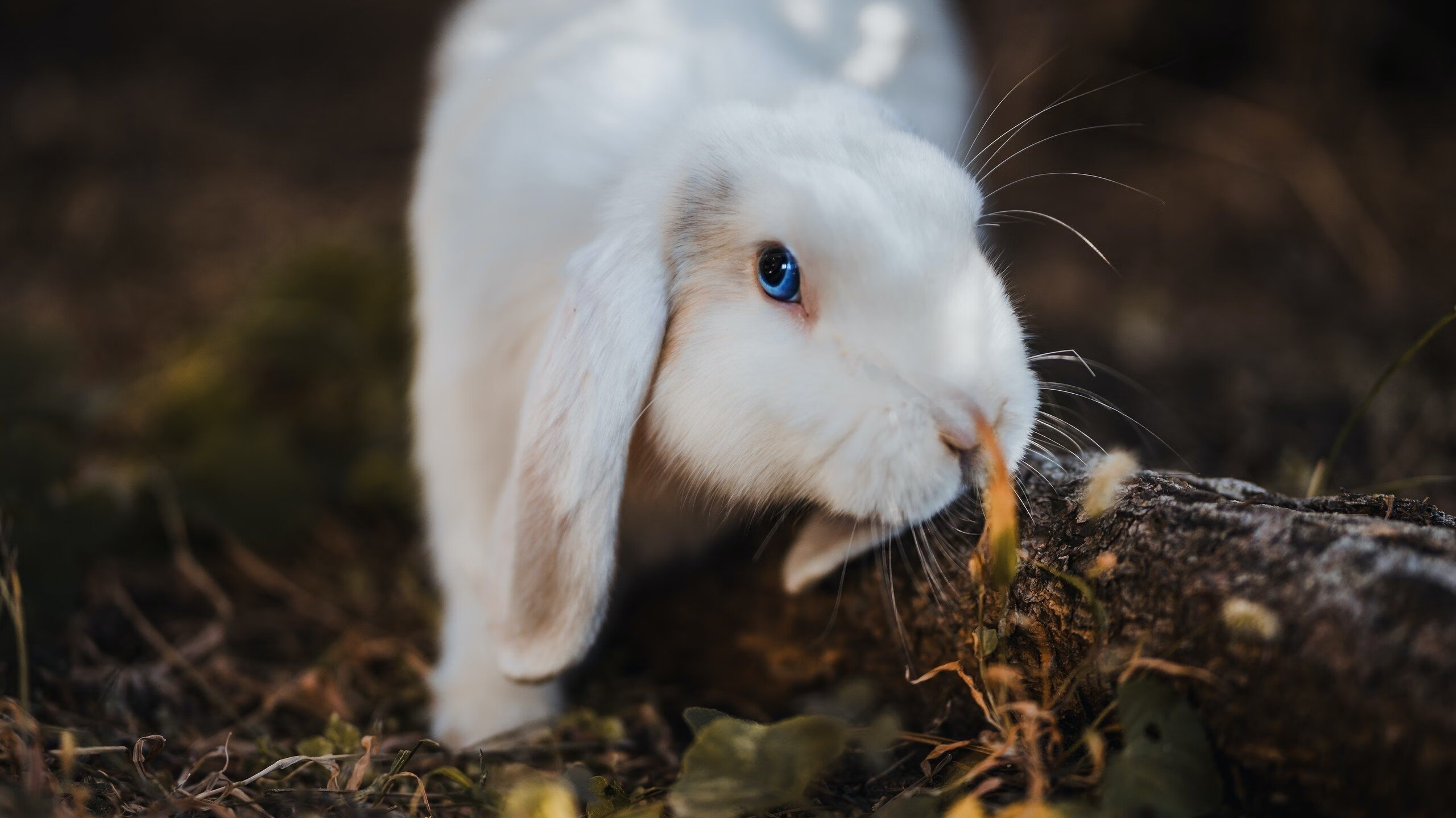 国足球员罚球命中率分析,罚球命中率最高啥意思