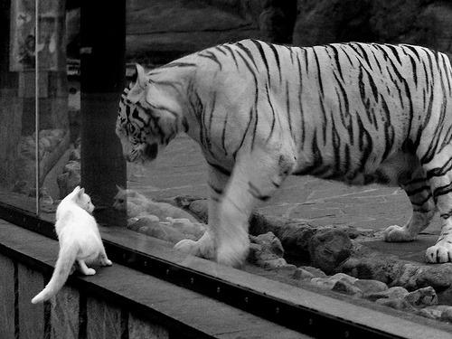 世界前十蝶泳出发弹跳角度数据排名,蝶泳 世界纪录